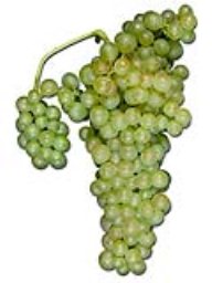 Marsanne (Amador) (36lb RPC)