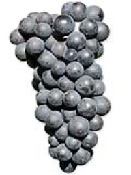 Barbera (Amador) (1 Ton)