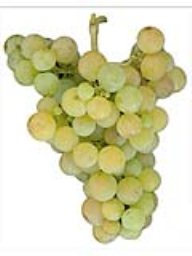 Orange Muscat (Amador) (1 Ton)