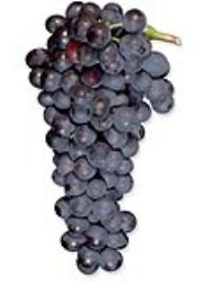 Petite Sirah (Amador) (1 Ton)