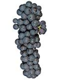 Zinfandel (Amador) (1 Ton)