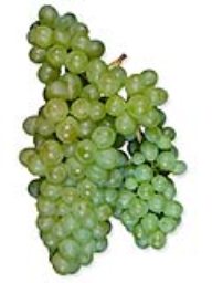 Chenin Blanc (36lb)