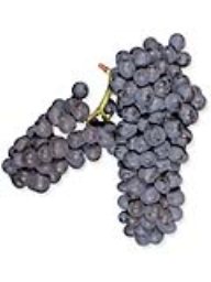 Pinotage (36lb)