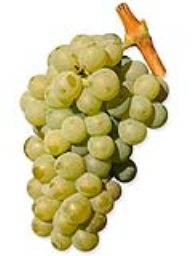 Sauvignon Blanc (36lb) RPC