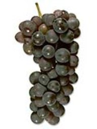 Carignan (42lb)