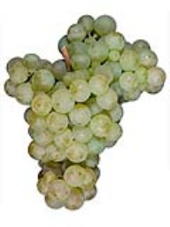 Riesling (1 Ton)