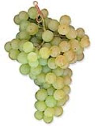 Malvasia Bianca (1 Ton)