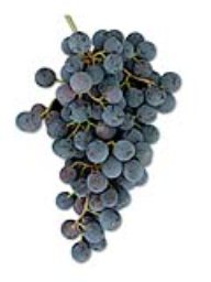 Black Muscat (1 Ton)