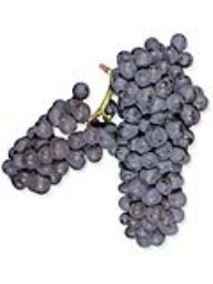 Pinotage (Mettler Family Vineyards) (Lodi) (36lb RPC)