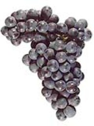 Malbec (Lodi) (36lb RPC)