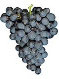 Merlot (Lodi) (36lb RPC)