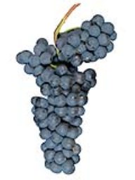 Nebbiolo (Lodi) (36lb RPC)