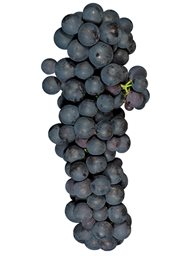 Zinfandel (Lodi - Zinderella) (36lb)