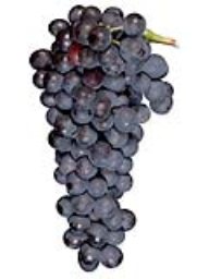 Syrah (Lodi) (1 Ton)