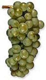 Pinot Blanc (36lb)