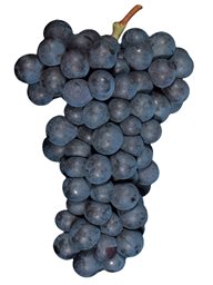 Cabernet Franc (Paso Robles) (36lb)