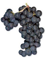 Cabernet Sauvignon (Paso Robles) (36lb)