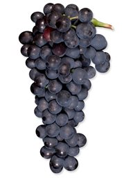 Syrah (Paso Robles) (36lb)