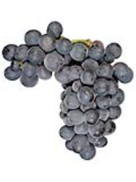 Napa Gamay (Lanza Vineyards) (1 Ton)