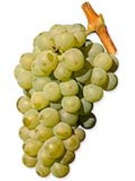 Sauvignon Blanc (Lanza Vineyards) (1 Ton)
