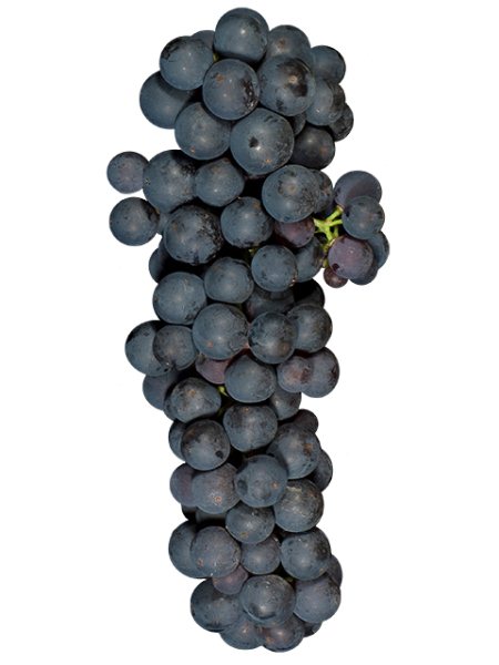 Old Vine Zin (Lanza Vineyards) (36lb)