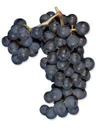 Cabernet Sauvignon - 15 clone (Lanza Vineyards) (36lb)