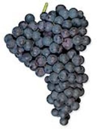 Petite Verdot (36lb)