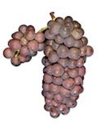 Pinot Gris (Lanza Vineyards) (36lb)