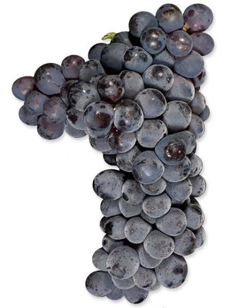 Sangiovese (Lanza-Musto Vineyards) (36lb)