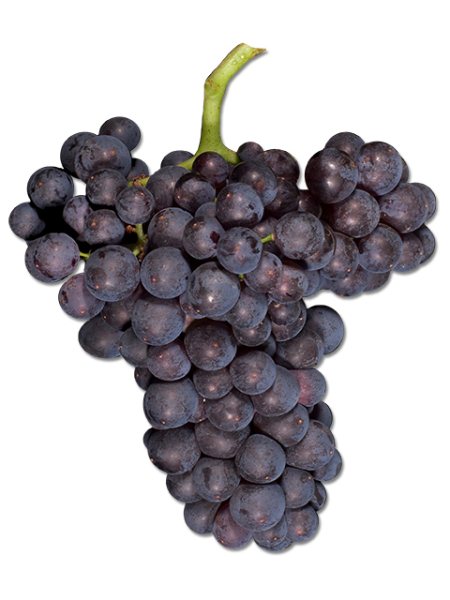 Sangiovese (Lanza-Musto Vineyards) (36lb)