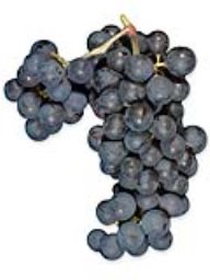 Cabernet Sauvignon (Penn Valley) (36lb)