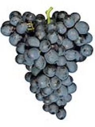 Merlot (Penn Valley) (1 Ton) 