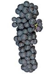 Zinfandel (Penn Valley) (1 Ton) 